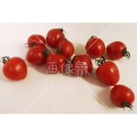 リコピンたっぷりミニトマトの無料写真素材