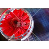 お洒落な赤いガーベラの写真素材