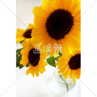 ヒマワリの無料写真素材