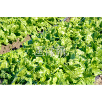 露地栽培のレタス畑の写真素材(1)