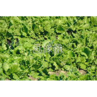 露地栽培のレタス畑の写真素材(2)