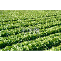 露地栽培のレタス畑の写真素材(3)