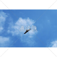空を飛ぶ鳥の写真
