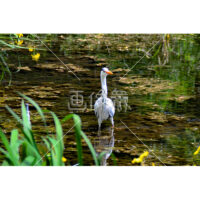 水辺に佇むアオサギの写真素材(2)