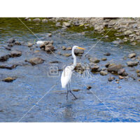 川のほとりで休憩するダイサギの写真素材(2)