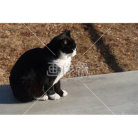 そっぽを向いている猫の写真素材