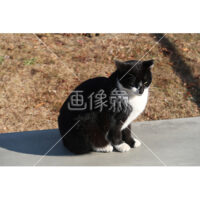 斜め下を向いている猫の写真素材