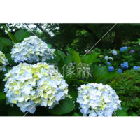 いろんな品種の紫陽花の写真素材(3)