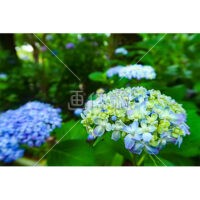 いろんな品種の紫陽花の写真素材(4)
