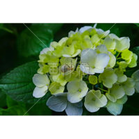 いろんな品種の紫陽花の写真素材(7)