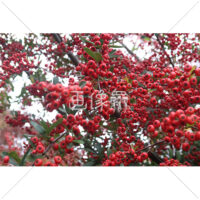 真っ赤なピラカンサの写真素材