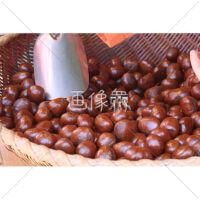栗の写真素材(1)