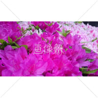 色鮮やかなツツジの写真素材(2)