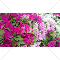 色鮮やかなツツジの写真素材(3)