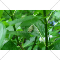 葉っぱと擬態するカエルの写真素材