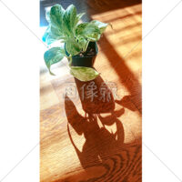 日の光が差し込む観葉植物ポトスの写真素材