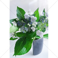 花瓶に生けたあじさいの写真素材