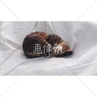 うたたねを満喫するねこの写真素材