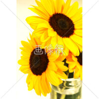 色鮮やかなひまわりの写真素材