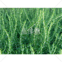 ローズマリーの写真素材