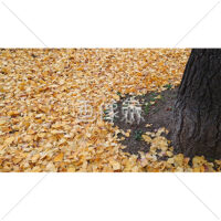 一面のイチョウの葉の写真素材