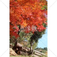 真っ赤に染まった紅葉の写真素材