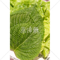 サンチュと香味野菜の盛り合わせの写真素材