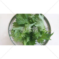 ザルいっぱいの大葉の写真素材