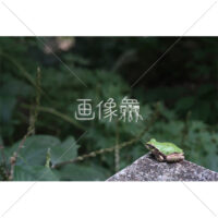 岩の上のカエルの写真素材