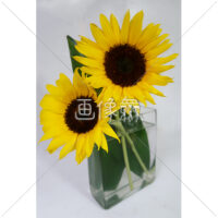 向日葵の生花の写真素材
