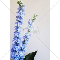 デルフィニウムの写真素材