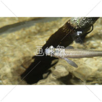 ヨツメウオの写真素材