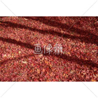 地面いっぱいに広がる紅葉の絨毯の写真素材