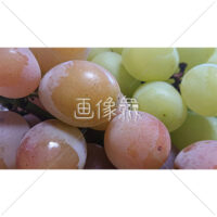 新鮮なぶどうの写真素材