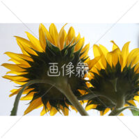 裏側から見上げたヒマワリの写真素材