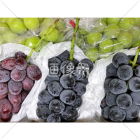 宝石のようなぶどうの写真素材