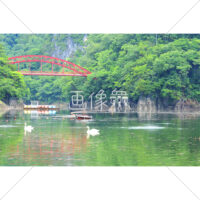 白鳥が泳ぐ湖の無料写真