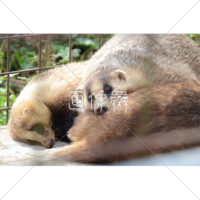 お昼寝をするたぬきたちの写真素材