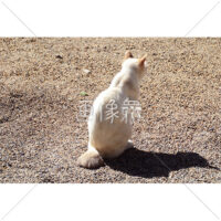 ぽかぽかと日向ぼっこをするネコの後ろ姿の写真