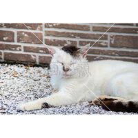 目が線になっただるそうな猫の写真素材