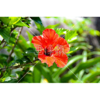 色鮮やかなハイビスカスの写真素材(1)