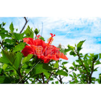 色鮮やかなハイビスカスの写真素材(2)