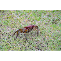 凛々しい佇まいの沢ガニの写真素材