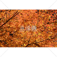 視界いっぱいの紅葉の写真素材