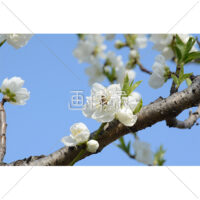 梅の花にとまるミツバチの写真素材(1)