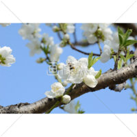 梅の花にとまるミツバチの写真素材(2)