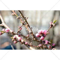 ピンクの梅の花の写真素材