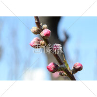 ピンクの梅の花の写真素材