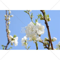 白の梅の花の写真素材