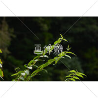 葉っぱのアップの写真素材